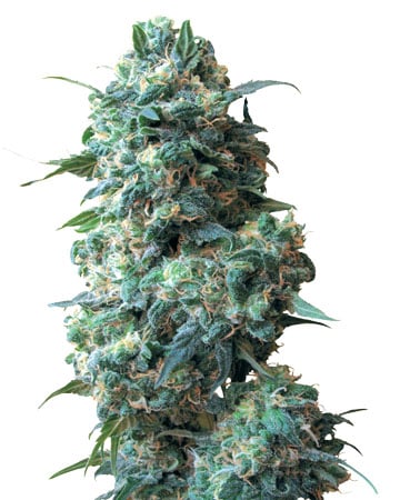 Buy Sour Kush Auto
