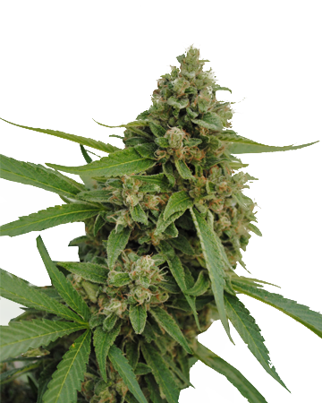 Bubba Kush Feminized Cannabis Seeds