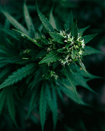 Durban Poison Auto