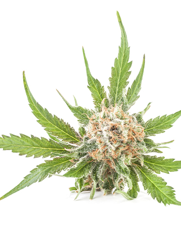 Buy Hindu Kush Auto