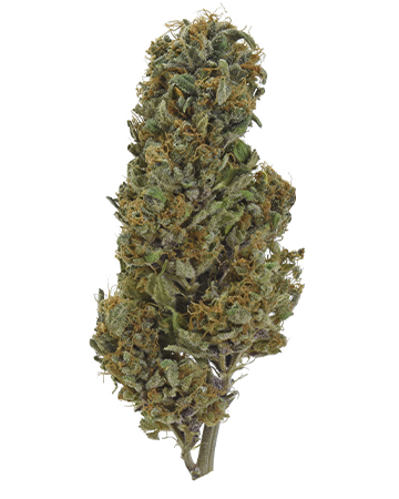 Buy Hindu Kush Auto