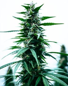 Buy Durban Poison