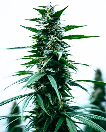 Buy Durban Poison Feminized Cannabis Seeds