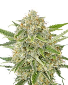Buy Hindu Kush Auto
