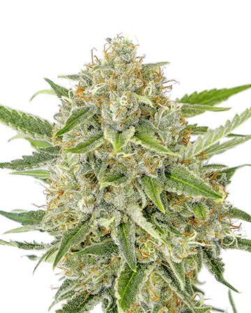 Buy Hindu Kush Auto