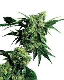 Buy Candy Kush Auto