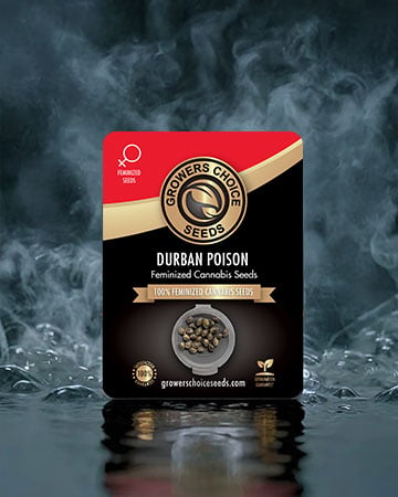 durban poison cannabis seeds