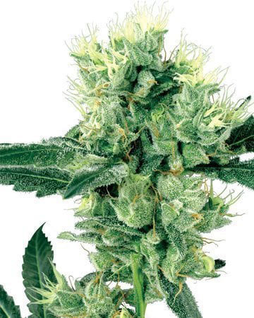 Buy Skunk Kush