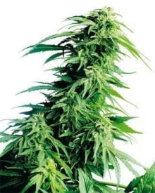 Buy Kush XL Auto