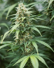 Buy Skunk Kush