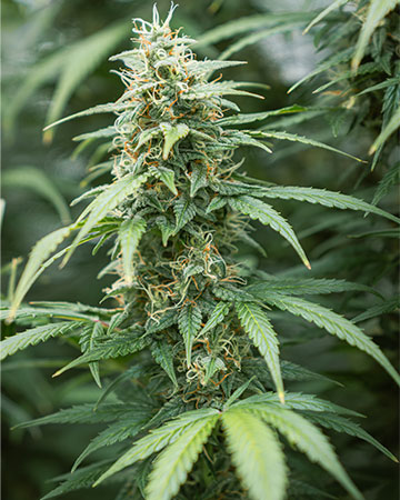 Buy Skunk Kush
