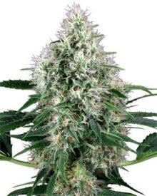 Buy CBD Shark Feminized Cannabis Seeds