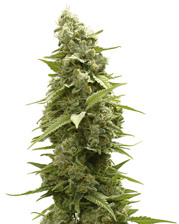 Buy Haze XL Auto