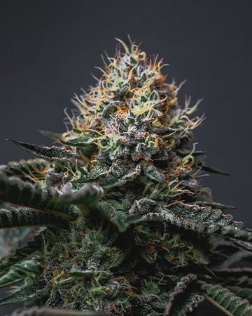 Buy Critical Kush