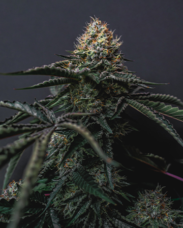 Buy Critical Kush