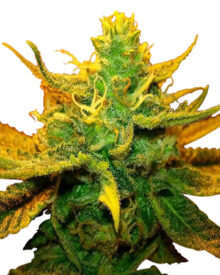 Buy CBD Critical Mango