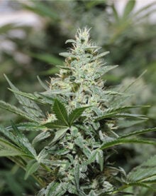 Buy Green Crack