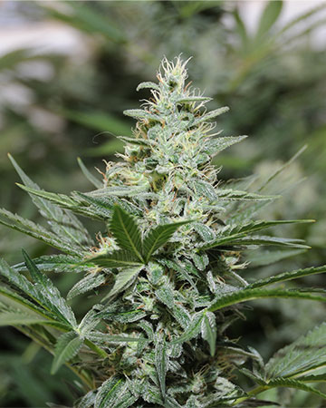 Buy Green Crack