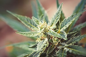 A marijuana flower