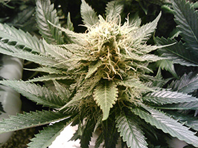 Marijuana Seeds For Sale