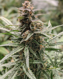 Buy Girl Scout Cookies Feminized Cannabis Seeds