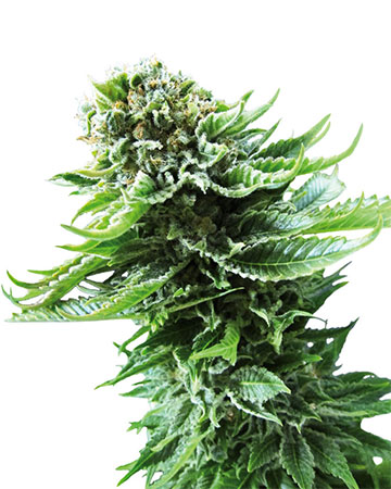 Buy ACDC CBD