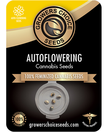 Buy Skunk Auto