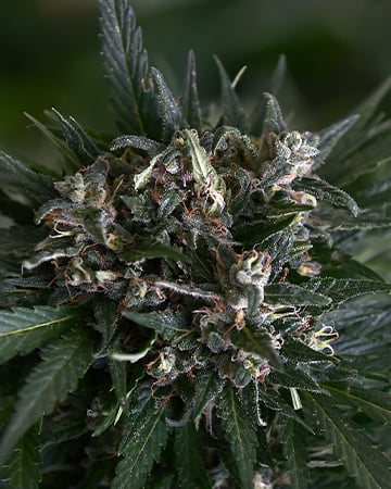 Get-Skunk-Autoflowering-Seeds-Bud