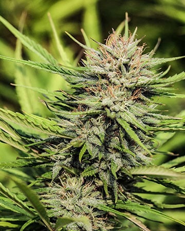 Buy ACDC CBD
