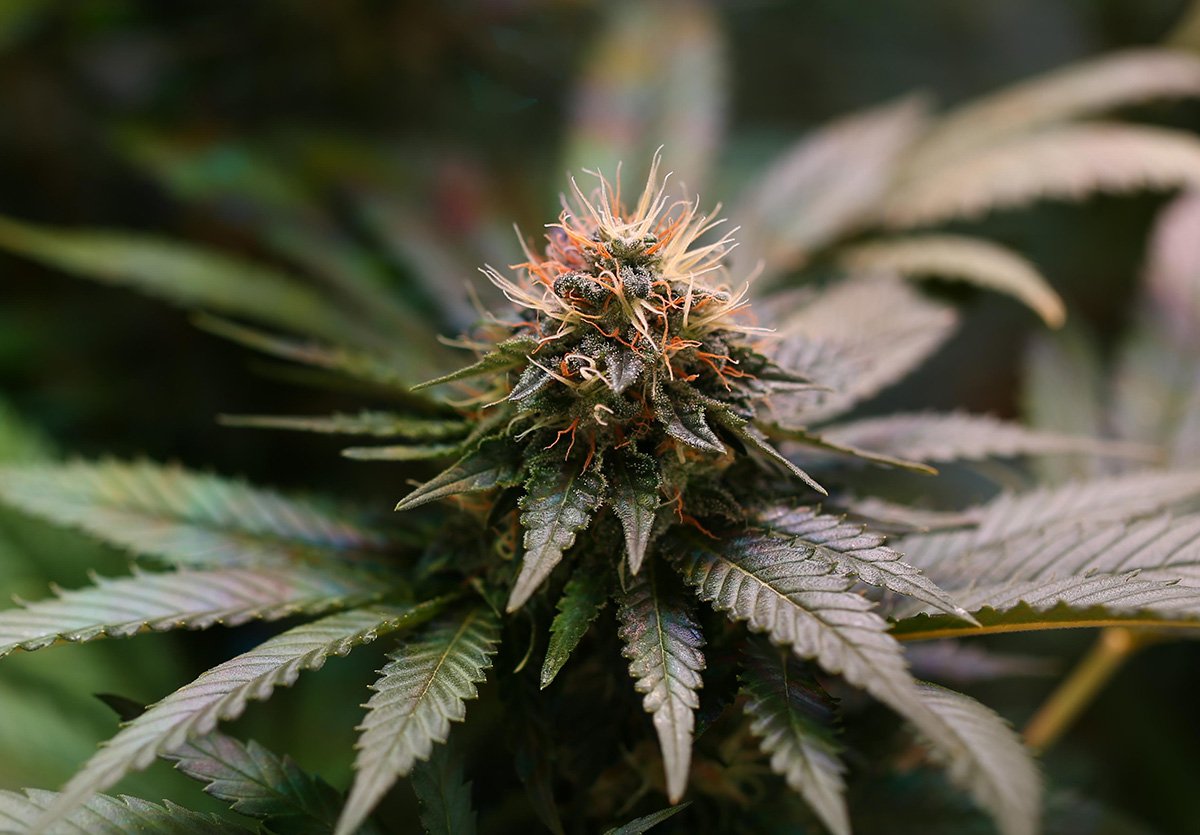 videos-for-weed-feature