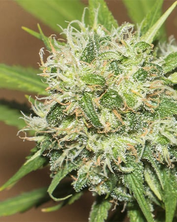 Get-Acapulco-Gold-Seeds-Bud