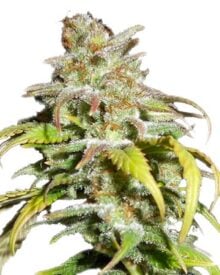 harlequin feminized seeds grown and flourishing