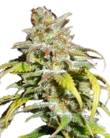 harlequin feminized seeds grown and flourishing