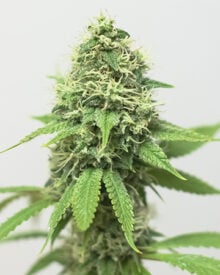 Shop-Premium-Acapulco-Gold-Cannabis-Seeds