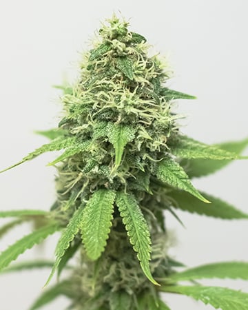 Shop-Premium-Acapulco-Gold-Cannabis-Seeds