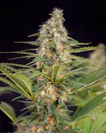Buy Bruce Banner