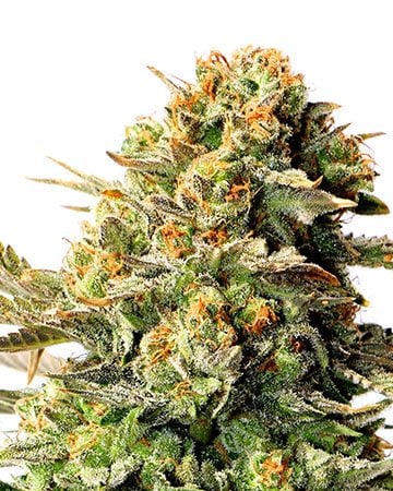 buy wedding cake strain feminized cannabis seeds
