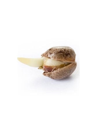 Wedding Cake Seeds Single