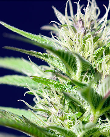 Buy Skywalker OG