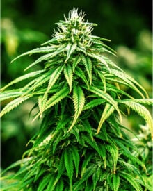 Buy Pineapple Express