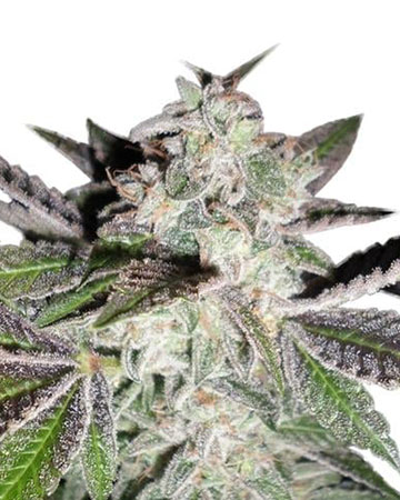 Buy Sunset Sherbet