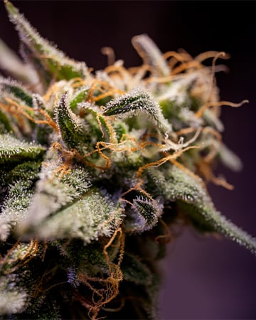 blue dream