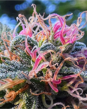 Get your marijuana bud Panama-Red-Seeds-strain