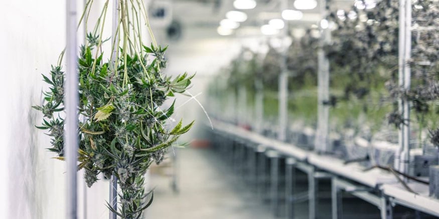 how long to dry buds
