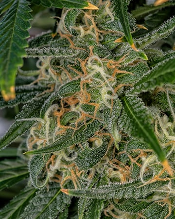 Get-Afghani-Kush-Seeds-Bud
