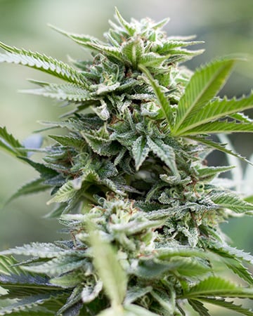 Buy Dutch Treat