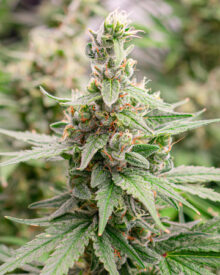 Buy Cannatonic