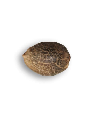 Single Afghani Seed