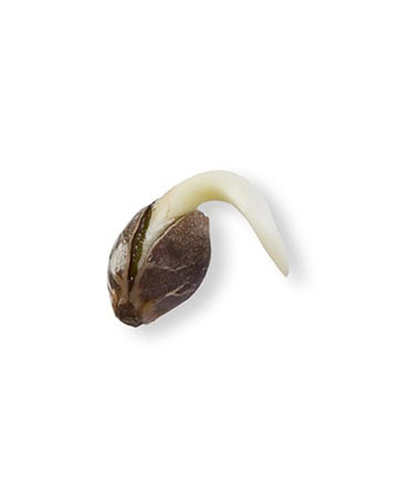 Buy Cannatonic