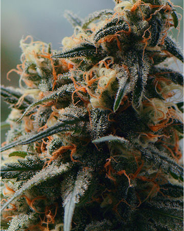 Buy Master Kush